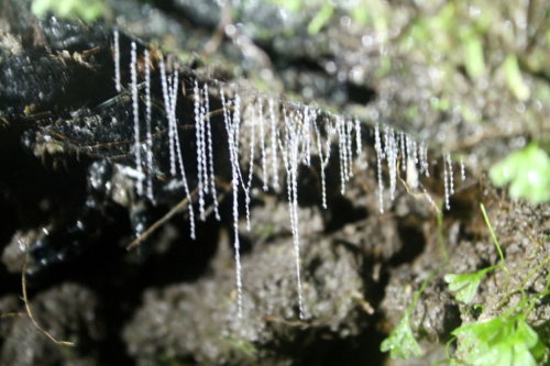 Glowworms on the Terrace Walk